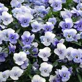 Pansies Jigsaw Puzzles