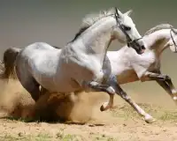 Melhor Cavalo quebra-cabeças Screen Shot 4
