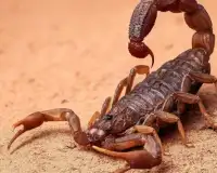 Scorpions Jigsaw Puzzles Screen Shot 4