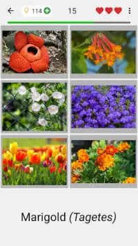 Flowers - Botanical Quiz about Beautiful Plants Screen Shot 1