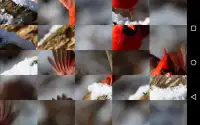 Tile Puzzles · Birds Screen Shot 5