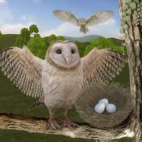 Owl Bird Simulator Birds Game