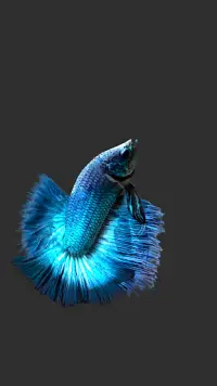 Betta Fish 3D Lite Screen Shot 1