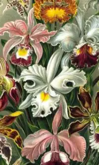 Orchid Jigsaw Puzzles Screen Shot 2