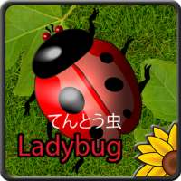 Tentomushi (Ladybugs)