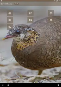 Burung puyuh Screen Shot 0