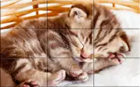 Puzzle - kittens Screen Shot 1