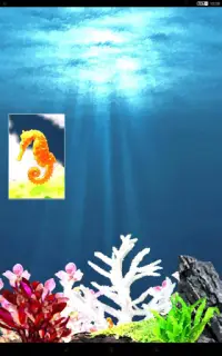 Seahorse Diary Screen Shot 5