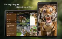 Papéis de parede com tigres 4K Screen Shot 5