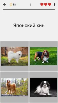 Собаки - Фото-тест про популярные породы собак Screen Shot 3