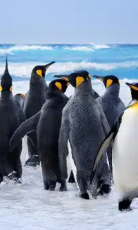 Penguins Jigsaw Puzzles Screen Shot 1