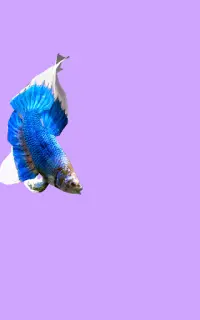 Betta Fish 3D Lite Screen Shot 9