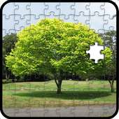 the jigsaw puzzles