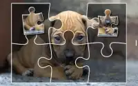 Puppies Jigsaw Puzzles Free Pet Games for Kids Screen Shot 8