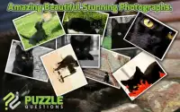 Free Black Cat Puzzles Screen Shot 1