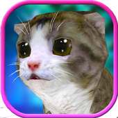 Petits Chats Amis Run 3D