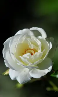 HD Rose Flowers Live Wallpaper Screen Shot 10