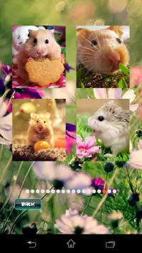 Puzzles pour animaux de compagnie de hamster Screen Shot 3