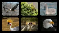 Bird Jigsaw Puzzles Screen Shot 0