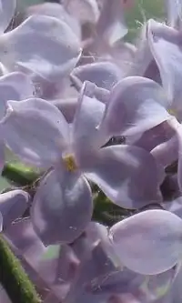 Fleurs Lilas Jigsaw Puzzle Screen Shot 1