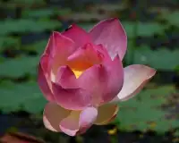 Lotus Flower Jigsaw Puzzles Screen Shot 3