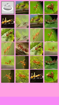 Ant Memory Game Screen Shot 4