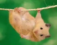Teka-teki Jigsaw Hamster Screen Shot 3