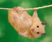 Hamster Jigsaw Puzzles Screen Shot 3