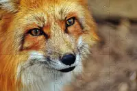 Animals Jigsaw Puzzles Free Games 🧩🐘️🧩🧸🧩 Screen Shot 5