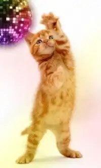 Funny cats Dancing and playing Screen Shot 5