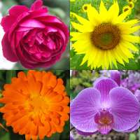 Kwiaty - Botaniczny quiz o pięknych roślinach