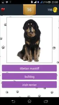 Dog Breeds Quiz Screen Shot 4