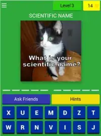 Cats Quiz Trivia Screen Shot 11