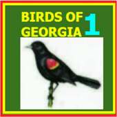 Birds of Georgia - 1