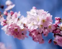 Японская вишня Цветы Игра Пазл Screen Shot 3