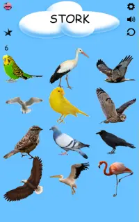 Kuşlar - Kuş Türleri - Kuş İsimleri Screen Shot 6