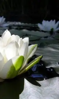 Lotus Flower Jigsaw Puzzles Screen Shot 1