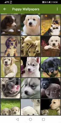 Cute puppies Wallpapers Screen Shot 3