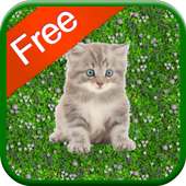 Kitten Games for Girls - Free