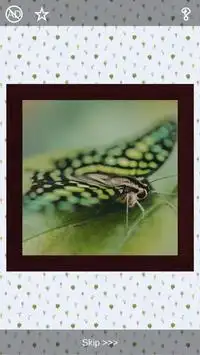 Butterflies Puzzles - 101 pictures Screen Shot 3