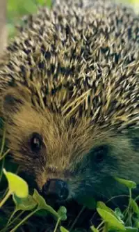 Hedgehog quebra-cabeças Screen Shot 0