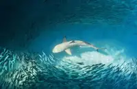 Ocean Overlord Shark Puzzle Screen Shot 1