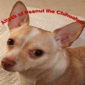 Attack of Peanut the Chihuahua