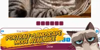 Guess the cat breed game Screen Shot 7