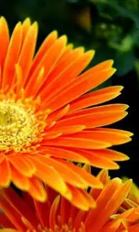 Fleurs Gerberas Jigsaw Puzzle Screen Shot 0