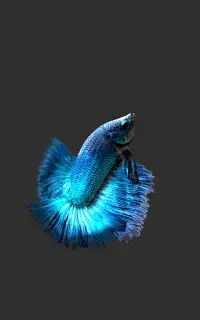 Betta Fish 3D Lite Screen Shot 7