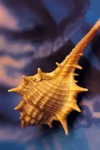 Conch Shell Puzzle Screen Shot 1