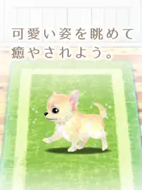癒しの子犬育成ゲーム〜チワワ編〜 Screen Shot 14