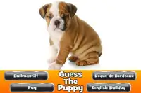 Guess The Puppy 2 Trivia Game Screen Shot 6