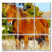 Pony Jigsaw Puzzle (FREE)